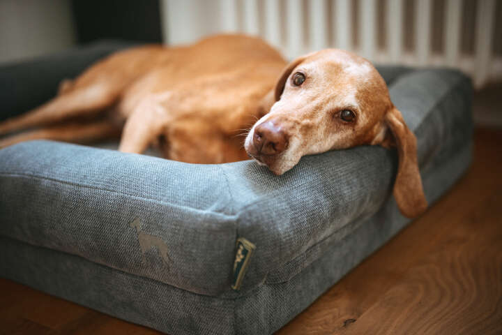 HUNTER Orthopädisches Hunde-Sofa Melun